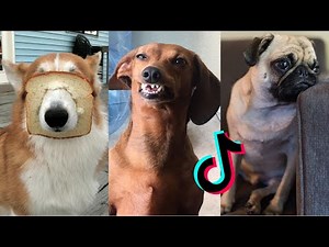 Guilty Dogs - Tik Tok Compilation 2021