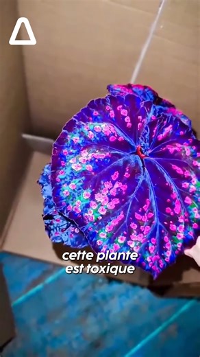 Beauté fragile : la Rex Begonia, splendide mais terrible pour les animaux | Pulsarr