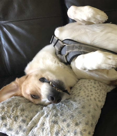 Challenges of Taking Microscope Pictures in Vet School