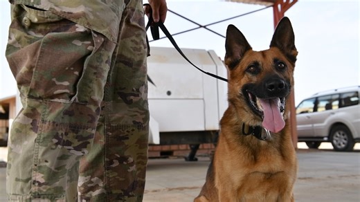 10K views · 345 reactions | Military working dogs play a crucial role in our security teams, showing remarkable commitment and focus. Recently, U.S. Soldiers and Airmen conducted veterinary Tactical Combat Casualty Care training at Chabelley Airfield, Djibouti. #internationaldogday #CJTFHOA #workingdog #oneteam | Combined Joint Task Force-Horn of Africa | Facebook