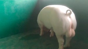 11K views · 303 reactions | …AA Seed Stock Farm Landrace breeding boar…. For inquiries, please contact Marites +63 917 481 4115 or +63 919 069 1869 | Jhon & Jhon Farms Inc. | Facebook