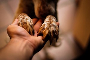 What Is A Titer Test For Dogs?