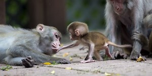 Hong Kong monkey encounter lands man in ICU with rare, deadly virus