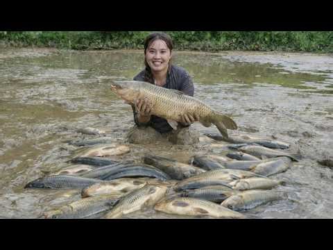 How to catch giant carp to sell at the market - Cooking feed for pigs