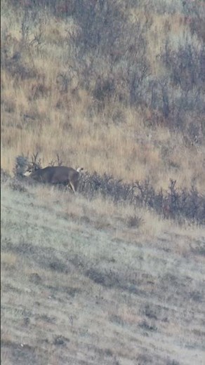 Utah Buck with “Trash”