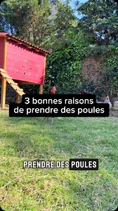 41K views · 1.6K reactions | 3 bonnes raisons de prendre des poules ...