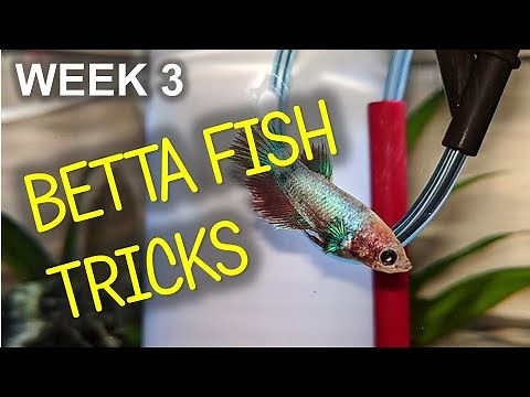 TEACHING BETTA FISH TO DO TRICKS | Week 3 Fish Training | R2 Fish School