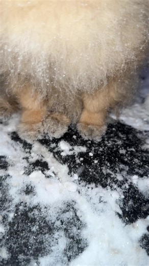 #doglife #puppydance #swayingtothebeat#cutedog#pet