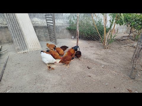 See the results of crossbreeding American-standard chicken breeds.