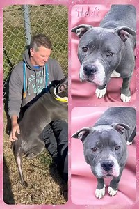 🎉HEIDI ADOPTED🎉 HCAS, 1688 Barber Road, Gainesville, GA 🆘‼️Heidi is URGENT needing ADOPTION, FOSTER or RESCUE by Saturday 1/25 at 4PM or will be euthanized.‼️🆘 📣SWEET SENIOR ALERT📣 🩷Heidi🩷 🩷6 years old. 🩷Sweet big girl. 🩷Loves toys and play bows with people. So cute. 🩷Doing well with all fence buddies at the shelter. 🩷Very well behaved. 🩷Loves booty scratches. 🤤🫠 🩷Calm with a sprinkle of playful energy. 😍 WANTED: Full time booty scratcher! No experience required! Please ask for