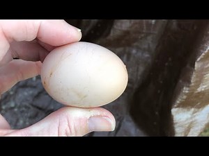 Homesteading - Rhode Island Red Chickens Laying Eggs for the First Time Ever