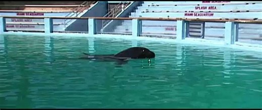 Resident Orca | movie | 2024 | Official Trailer