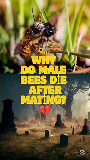 Why Do Male Bees Dıe After Mating? 🐝💔 Shocking Nature Fact
