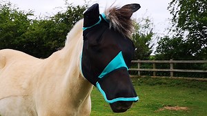 WeatherBeeta ComFiTec Deluxe Fine fly mask review | Horse & Hound