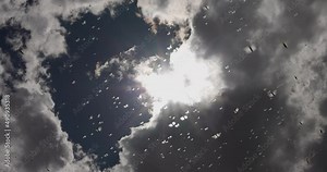 Underneath view. Millions of brown locust swarms flying against the clouds,decimating crops in Africa linked to Global warming, Climate change,Climate emergency Stock Video