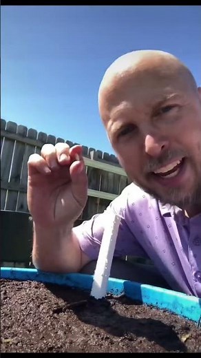 How to grow Zucchini in a container! Growing in a limited space #gardeningtips #gardeningideas