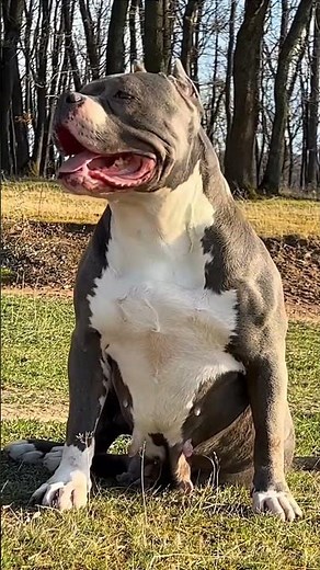Massive Blue American Bully XL - ATHENA ⭐️#americanbully #musculardog