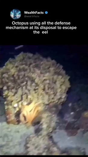 WealthFacts on Instagram: "Octopus vs. Eel: The ULTIMATE Defense Mechanism 🤯 This octopus used every anti-predator trick in the book to escape a powerful Moray Eel. You can see it change color, jet away, and then—the final, desperate maneuver: covering the eel's gills to try and suffocate it or blind its attack. What an intense and clever display of survival! Nature never ceases to amaze. ​What was your favorite part of the escape? Let me know in the comments! 👇 Octopus escape, Moray Eel attac