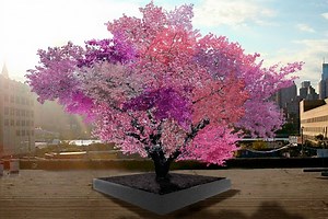 A tree that bears 40 types of fruit