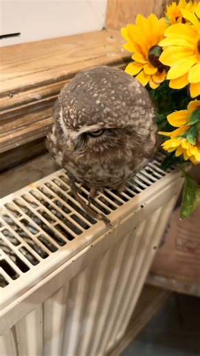 Музей СОВушек и всё о филоСОВии Спб on Instagram: "Каспер рассчитывал на новый домик ☺️黎️ #музейсовушек #филосовия #токсово #сыч #каспер #owl"