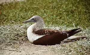 Pato bobo de patas azules, especie exótica que habita en Sinaloa