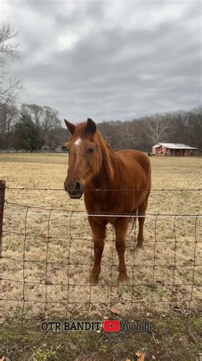 OTR Bandit on TikTok
