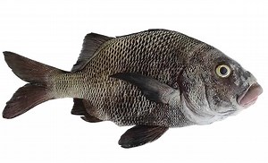 Peixe Sargo: reprodução, alimentação, habitat, dica de pesca