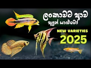 Breed කළොත් සල්ලි තමයි! One of These Fish Can Make You Rich! New Aquarium Fish - Sri Lanka - Sinhala