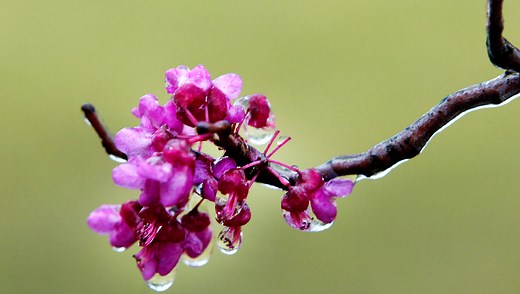 Redbud trees are blooming statewide. Here's how to see the state tree around OKC, Tulsa