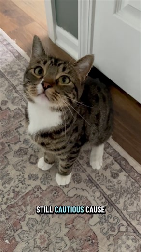 This weekend Mikey was struggling to urinate and we were in and out of urgent vets. I don’t think I’ve slept in days, but this morning he FINALLY took a turn for the better. Thank. God. We have taken all of your suggestions and running it by our amazing team of vets. We will obviously concentrate on his diet and make sure he’s getting everything he needs. What a scary scary weekend. #cats #miketv #dwarfcat #uti #veterinarian #fblifestyle #rescue #meow | Willy Wonky & Charlie Bear