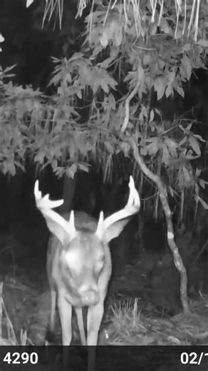 BIG SOUTH ALABAMA BUCK.#deer #hunting #wildlife #deerhunting #bucks #nature #outdoors #bowhunting