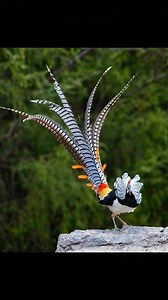 Lady Amherst's Pheasant (Chrysolophus amherstiae) is native to southeastern Tibet and southwestern China, including the north of Burma. | Bird Species