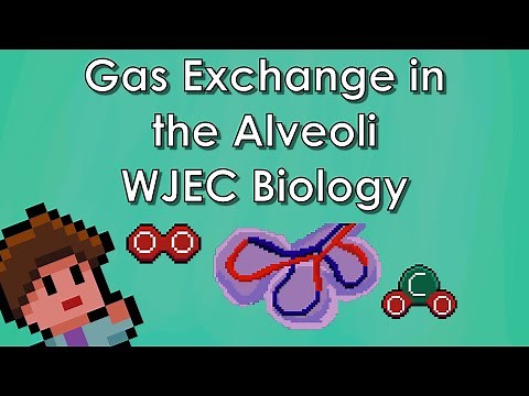 Adaptations of the Alveoli - Biology WJEC - (GCSE REVISION)