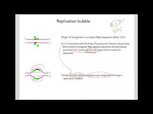 8.4 DNA replication in E coli
