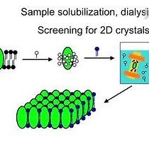 Video: Assessing Two-dimensional Crystallization Trials of Small Membrane Proteins for Structural Biology Studies by Electron Crystallography