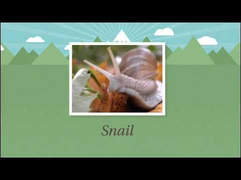 Producers, Consumers, and Decomposers