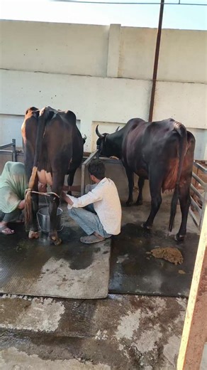Shree Shyam Dairy Farm | Hard work 🐄💪👳 | Instagram