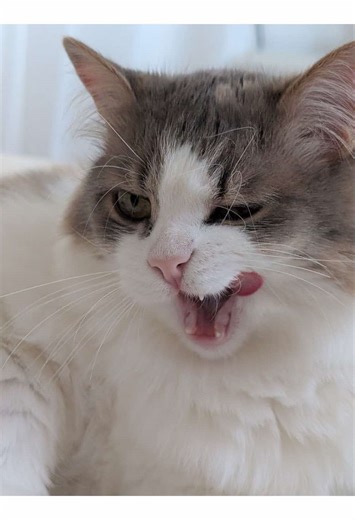 nonamecat.exe (@nonamecat.exe)’s videos with оригинальный звук - nonamecat.exe