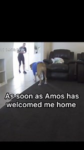 18K views · 409 reactions | My dog gets me a pillow present as a welcome home gift AND I LOVE IT 殺 #doglover | Amos Pearce | Facebook