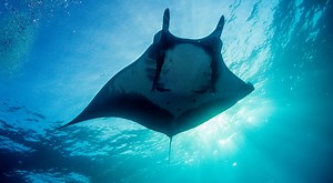 Giant Oceanic Manta Ray | The Animal Facts | Appearance, Diet, Habitat