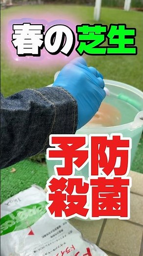 Spring lawn sterilization is carried out.