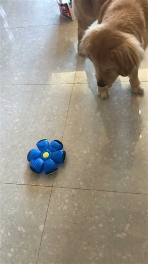 My Dog's Obsession: The Magic Toy Ball Adventure