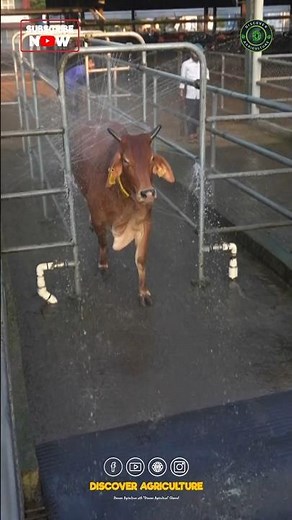 Cow Washing System | Dairy Farming System