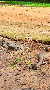 They say monkeys mimic humans, but maybe it's we who learned from them. | Monkey love