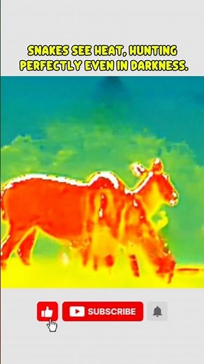 Experience Snake Vision: What They Really See #facts #animalfacts #wildlife