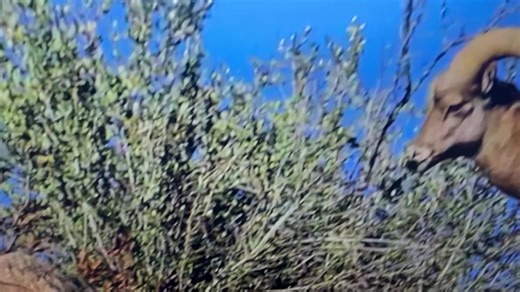 CIMARRONES. Preciosas. Una especie que llega a la cima de las montañas pasando de piedra en piedra.