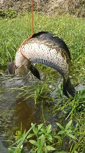 529K views · 5.9K reactions | Best New Fishing idea #fish #fishinglife #fishing | Catch Fish With ET | Facebook