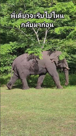 #อุทยานแห่งชาติเขาใหญ่ #ช้างป่าเขาใหญ่ #elephant #travel