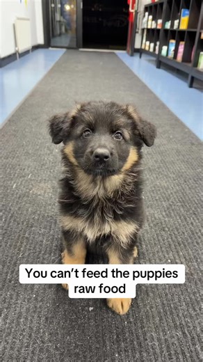 🐾 Can you raw feed puppies? Absolutely! 🐶✨ Yes — you can raw feed puppies, and honestly, it’s one of the best starts you can give them. From stronger digestion to calmer behaviour and gorgeous glossy coats, raw feeding supports healthy growth right from the beginning. Puppies thrive on fresh, species-appropriate nutrition. Their bodies are developing fast, so feeding real meat, bone and organ gives them the building blocks they need for joints, muscles, gut health and brain development. Start 