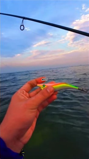 The Best Bait for Squid Fishing on Coral Shores #feed #fishing #fishingvideo #fishinglife #shorts